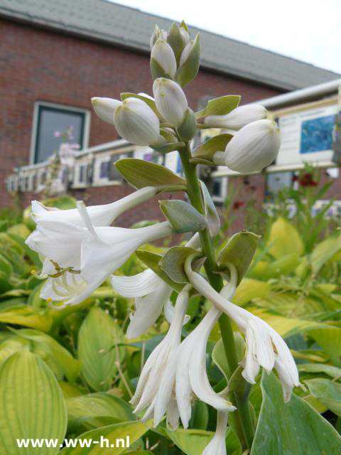 Hosta sieboldiana - Klik op de afbeelding om het venster te sluiten